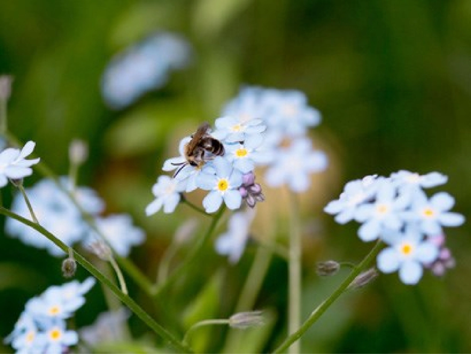 Photo of flowers from the St Rocco's garden