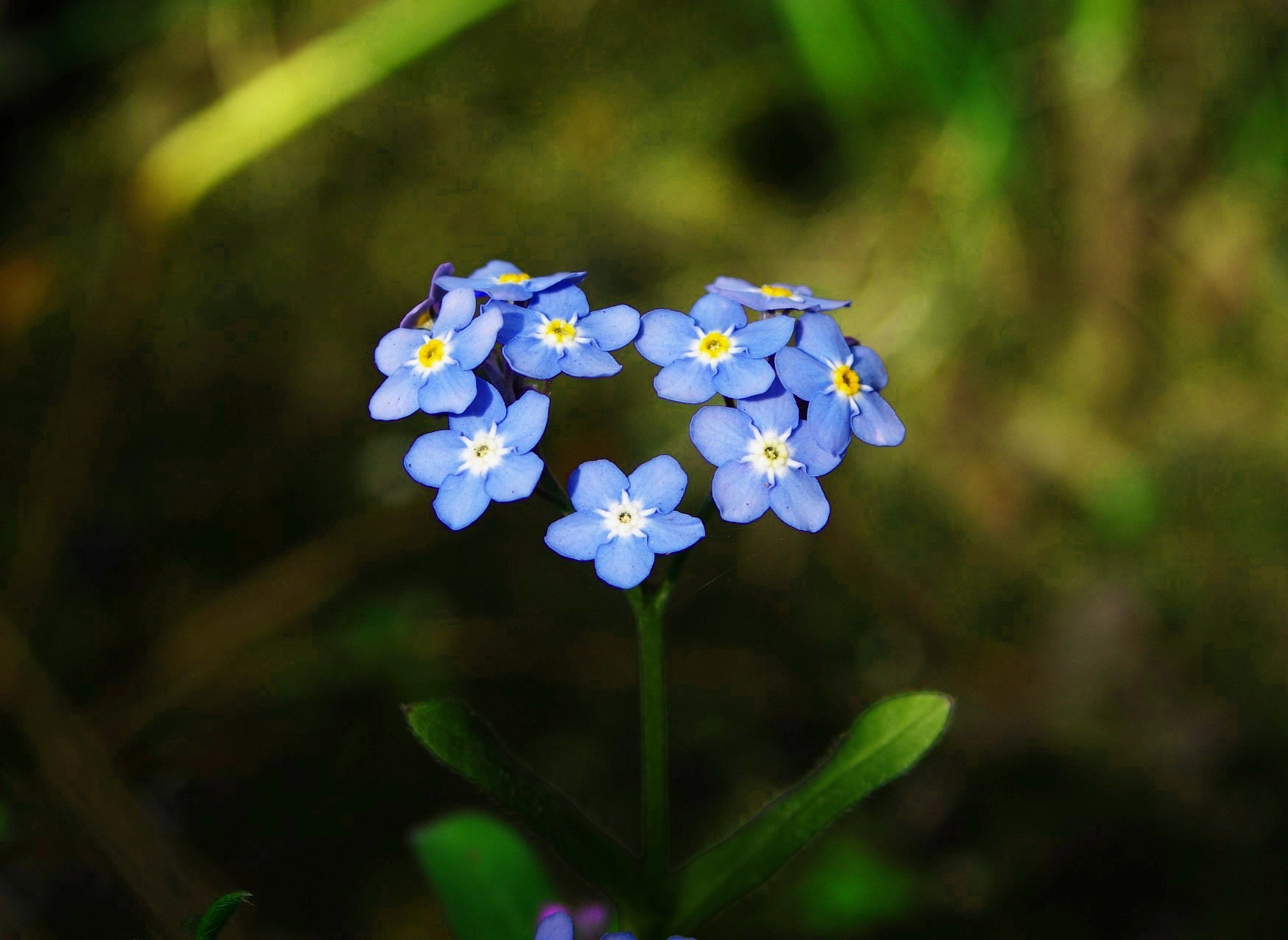 A bundle of blue Forget Me Not Flowers in the shape of a love heart