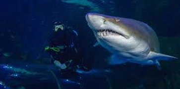 <h2>Swim with Sharks</h2>